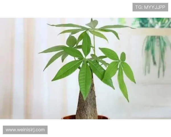 永利澳门发财树的寓意与风水作用，助你财运滚滚来